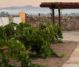 Dana Adobe vineyard