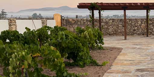 Dana Adobe vineyard