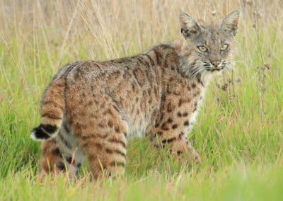 Dana Adobe bobcat