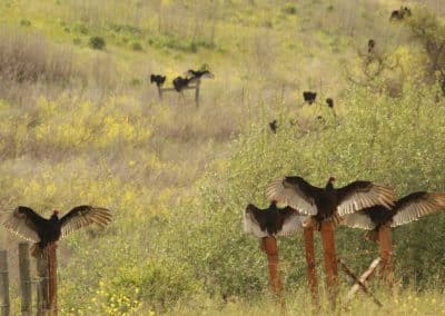 Dana Adobe Condor