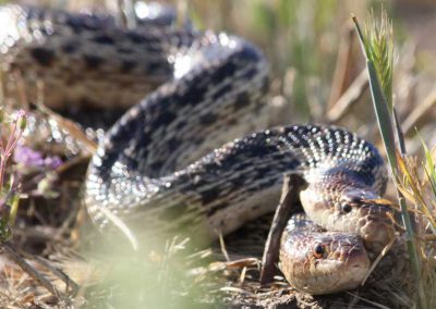 Dana Adobe Wildlfe Critter Snakes